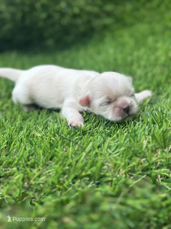 Snowhite  – Shih Tzu puppy for sale in Ava, MO