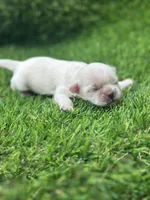 Snowhite , a female Shih Tzu for sale in Ava, MO – 1 of 7