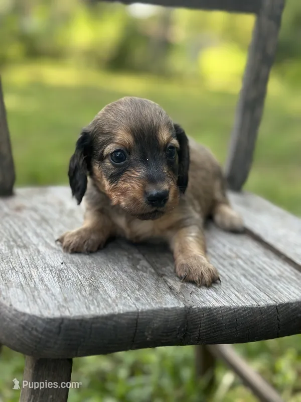 Willow  – Miniature Dachshund puppy for sale in Ava, MO