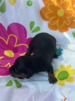 Sugar , a female Miniature Dachshund for sale in Ava, MO – 3 of 4