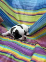 BoPeep , a female Shih Tzu for sale in Ava, MO – 6 of 7