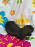 Bo, a male Miniature Dachshund for sale in Ava, MO – 4 of 4