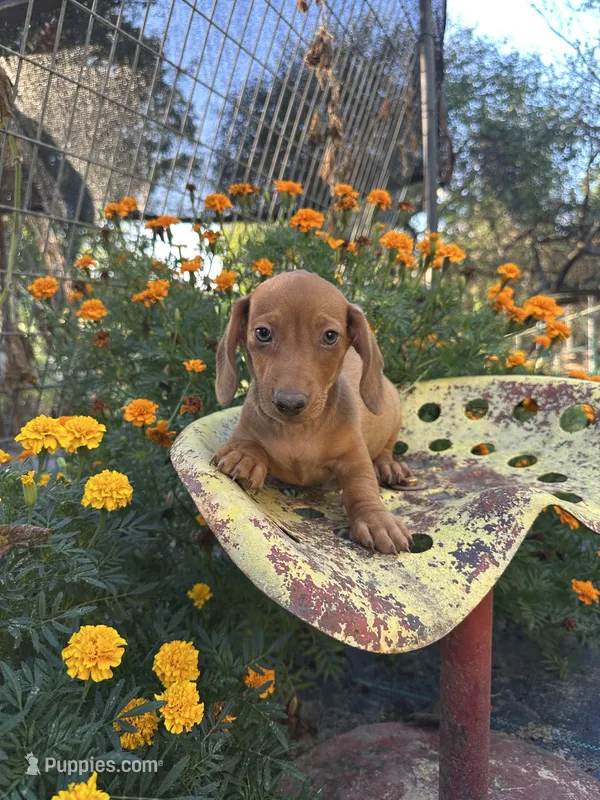 Duke – Miniature Dachshund puppy for sale in Ava, MO