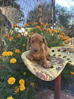 Duke, a male Miniature Dachshund for sale in Ava, MO – 1 of 5
