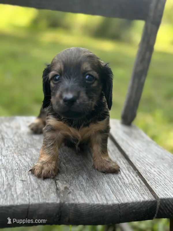 Ash – Miniature Dachshund puppy for sale in Ava, MO