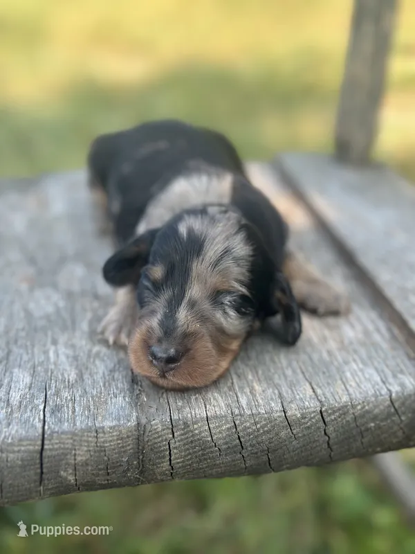 Rocky – Miniature Dachshund puppy for sale in Ava, MO