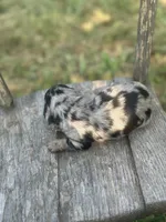 Hollywood, a male Miniature Dachshund for sale in Ava, MO – 5 of 6