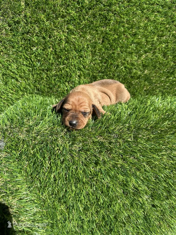 Suzie – Miniature Dachshund puppy for sale in Ava, MO