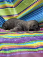 Unique , a male Shih Tzu for sale in Ava, MO – 4 of 8