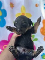 Cyprus , a male Miniature Dachshund for sale in Ava, MO – 4 of 4