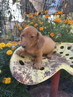 Duke, a male Miniature Dachshund for sale in Ava, MO – 2 of 5