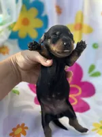 Ginger , a female Miniature Dachshund for sale in Ava, MO – 3 of 5