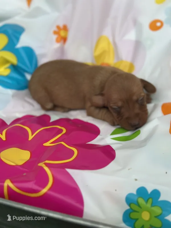 Mae – Miniature Dachshund puppy for sale in Ava, MO