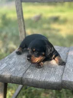 Coco, a male Miniature Dachshund for sale in Ava, MO – 5 of 6
