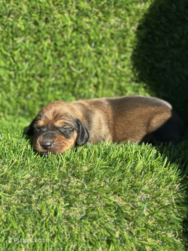 Sassy – Miniature Dachshund puppy for sale in Ava, MO