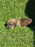 Sassy, a female Miniature Dachshund for sale in Ava, MO – 1 of 6
