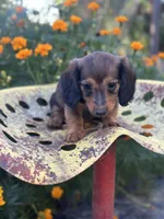 Boss hog , a male Miniature Dachshund for sale in Ava, MO – 3 of 8