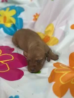 Mae, a female Miniature Dachshund for sale in Ava, MO – 4 of 6