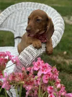 Mickie , a male Miniature Dachshund for sale in Ava, MO – 2 of 6