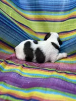 BoPeep , a female Shih Tzu for sale in Ava, MO – 7 of 7