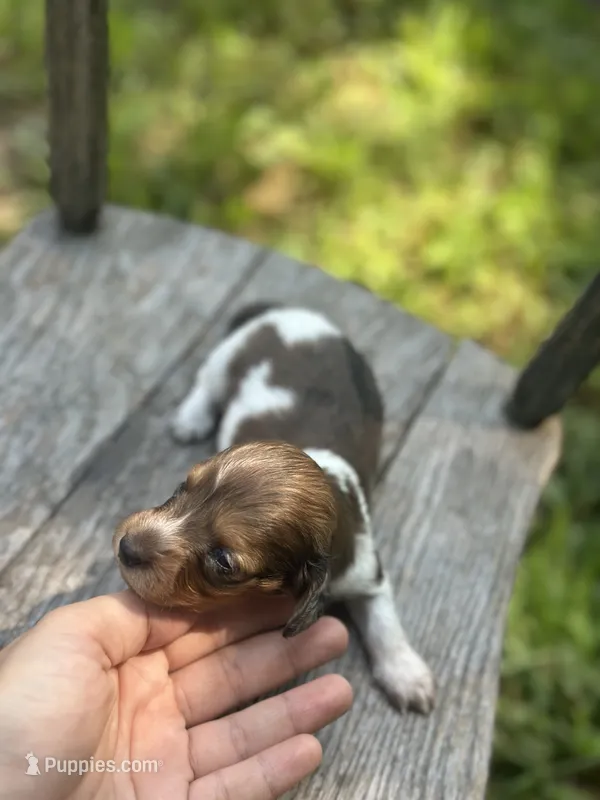 Fancy  – Miniature Dachshund puppy for sale in Ava, MO