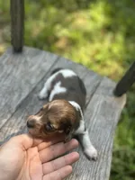 Fancy , a female Miniature Dachshund for sale in Ava, MO – 1 of 2