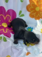 Ginger , a female Miniature Dachshund for sale in Ava, MO – 4 of 5