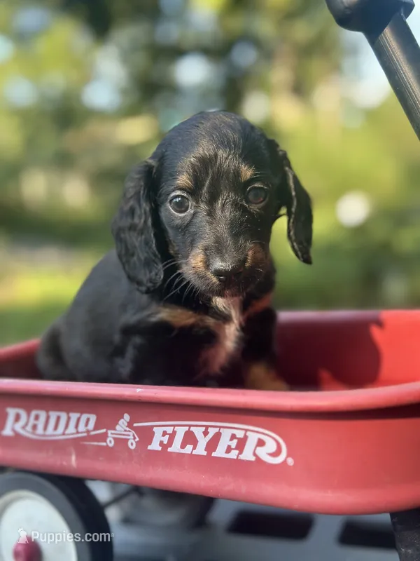 Magnolia  – Miniature Dachshund puppy for sale in Ava, MO