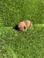 Simon, a male Miniature Dachshund for sale in Ava, MO – 5 of 7