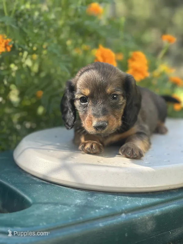 Boss hog  – Miniature Dachshund puppy for sale in Ava, MO