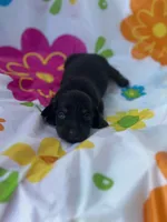 Chestnut , a female Miniature Dachshund for sale in Ava, MO – 1 of 4