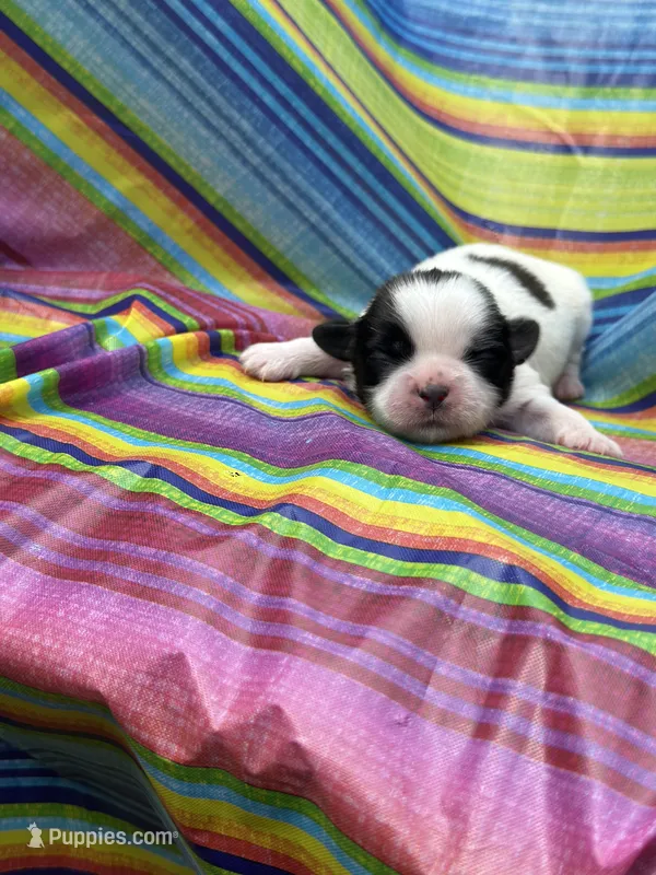 Woody  – Shih Tzu puppy for sale in Ava, MO