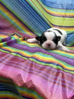 Woody , a male Shih Tzu for sale in Ava, MO – 1 of 6