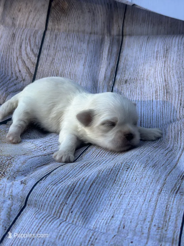 Snowball – Shih Tzu puppy for sale in Ava, MO