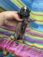 Bonnie , a female Shih Tzu for sale in Ava, MO – 4 of 4