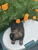 Belle , a female Shih Tzu for sale in Ava, MO – 10 of 10