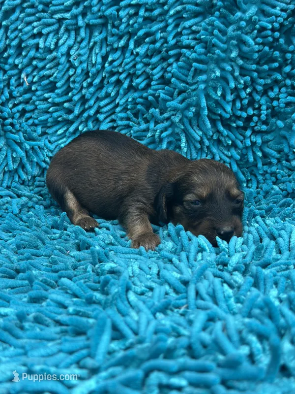 Daisy  – Miniature Dachshund puppy for sale in Ava, MO