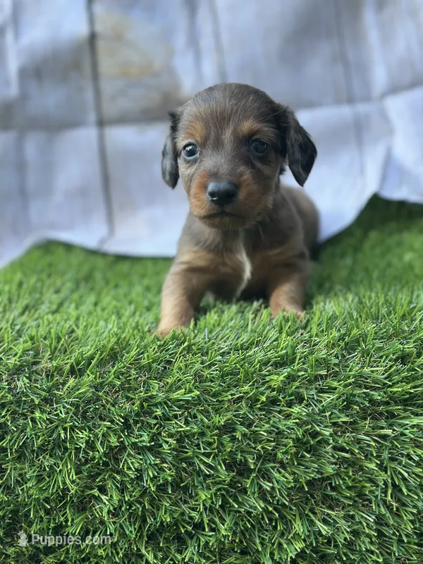 Scooter  – Miniature Dachshund puppy for sale in Ava, MO