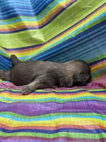 Unique , a male Shih Tzu for sale in Ava, MO – 7 of 8