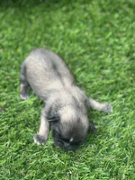Bluey, a female Shih Tzu for sale in Ava, MO – 8 of 8
