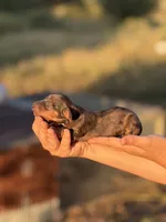 Scooter , a male Miniature Dachshund for sale in Ava, MO – 3 of 4