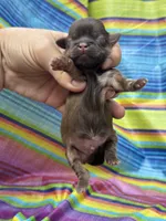 Coco, a male Shih Tzu for sale in Ava, MO – 5 of 7