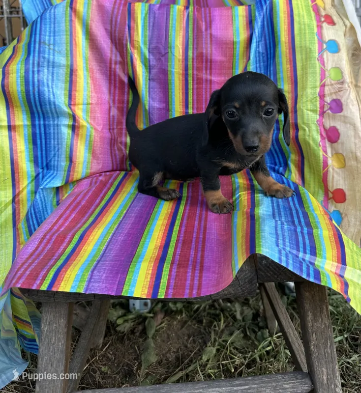Ginger  – Miniature Dachshund puppy for sale in Ava, MO