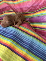 Sapphire , a female Miniature Dachshund for sale in Ava, MO – 4 of 5