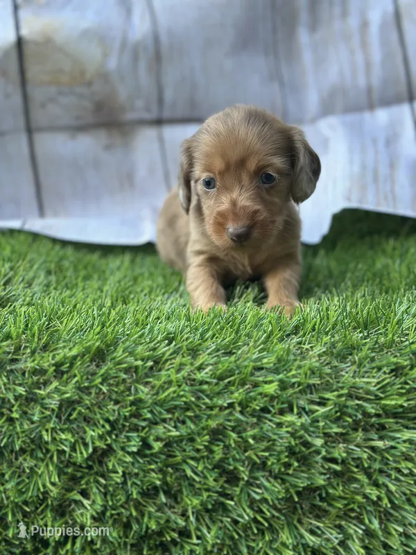 Sapphire  – Miniature Dachshund puppy on hold in Ava, MO