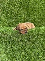 Suzie, a female Miniature Dachshund for sale in Ava, MO – 6 of 6