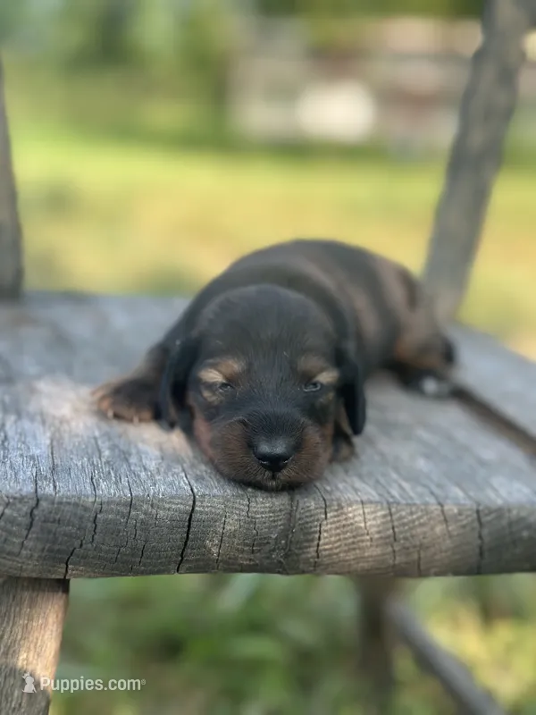 Dolly – Miniature Dachshund puppy for sale in Ava, MO