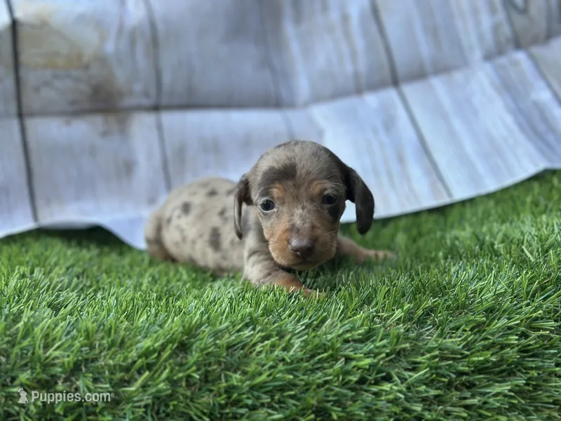 Diamond  – Miniature Dachshund puppy for sale in Ava, MO