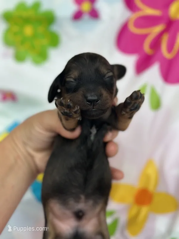 Bo – Miniature Dachshund puppy for sale in Ava, MO