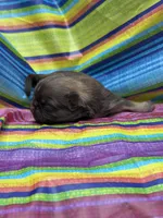 Unique , a male Shih Tzu for sale in Ava, MO – 5 of 8